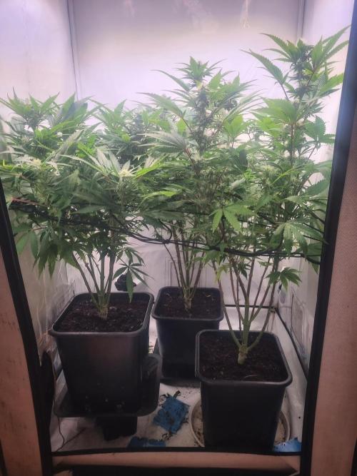 Tangerine Dream 🍊. Week 9 - Side 