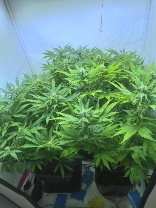 Tangerine Dream 🍊. Week 9 - Top