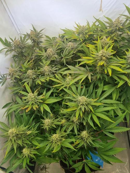 Tangerine Dream 🍊. Week 11