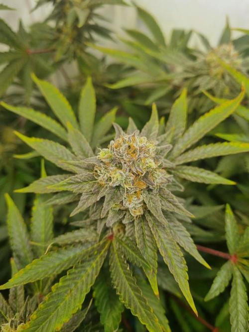 Tangerine Dream 🍊. Week 11