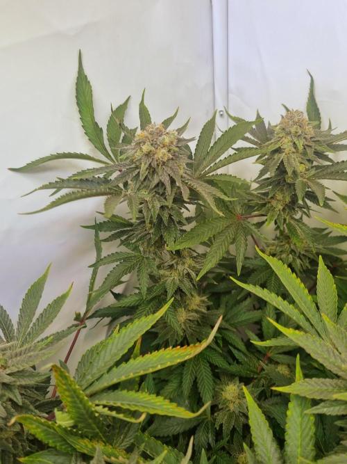 Tangerine Dream 🍊. Week 11