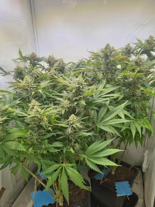 Tangerine Dream 🍊. Week 11