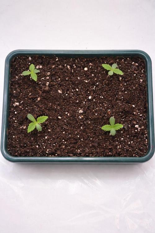 Eternity Grow Cup Cannaseur. Week 1 - Top View 

All looking good without Genetically defects. Nice green Color 