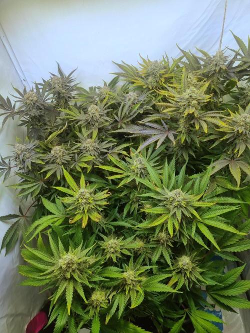 Tangerine Dream 🍊. Week 12