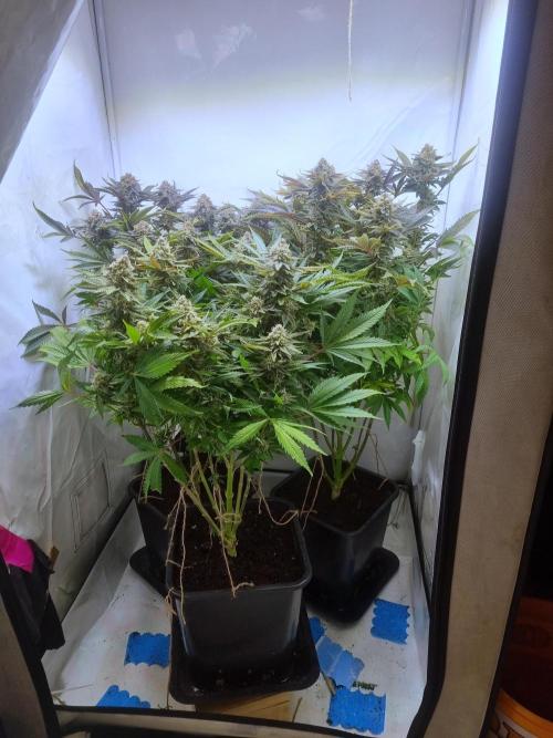 Tangerine Dream 🍊. Week 12