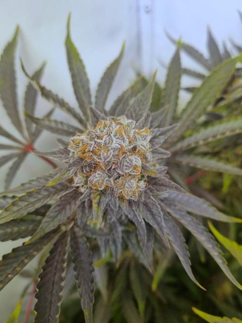 Tangerine Dream 🍊. Week 12