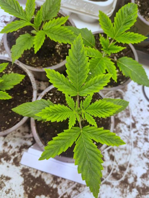 Eternity Grow Cup Cannaseur. Week 2