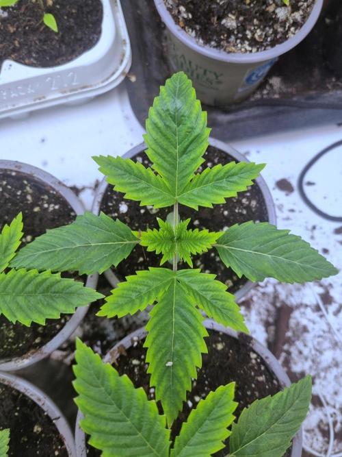 Eternity Grow Cup Cannaseur. Week 2