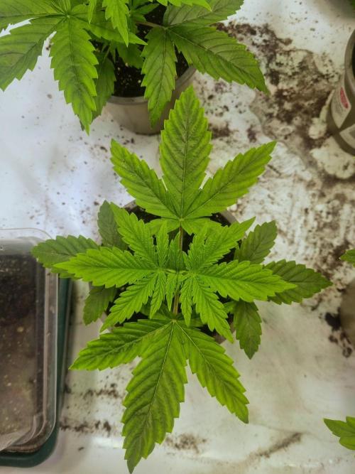 Eternity Grow Cup Cannaseur. Week 3 - 2