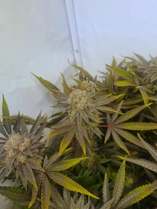 Tangerine Dream 🍊. Week 13 - Buds