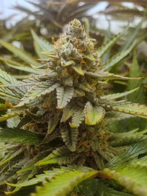 Tangerine Dream 🍊. Week 13 - Bus