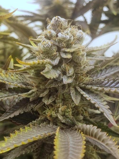 Tangerine Dream 🍊. Week 13 - Bud