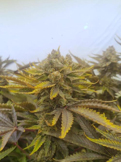 Tangerine Dream 🍊. Week 13 - Bud