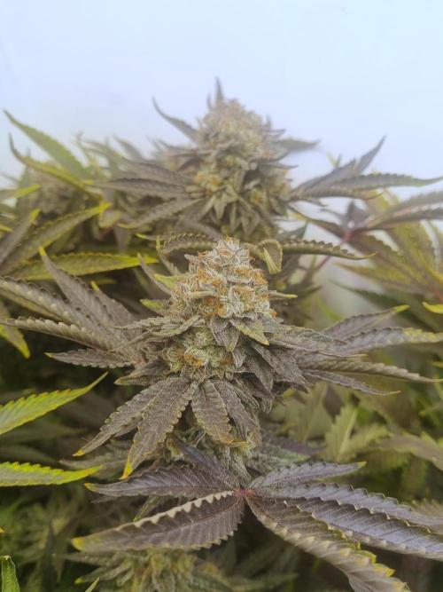 Tangerine Dream 🍊. Week 13