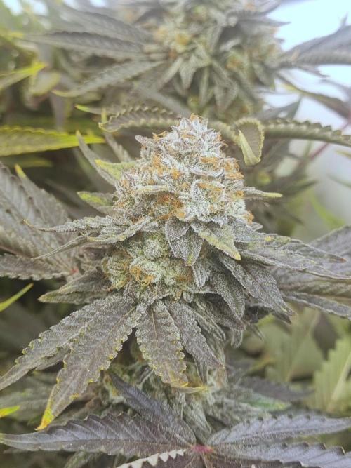 Tangerine Dream 🍊. Week 13 - Bud