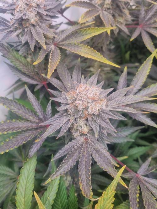 Tangerine Dream 🍊. Week 13