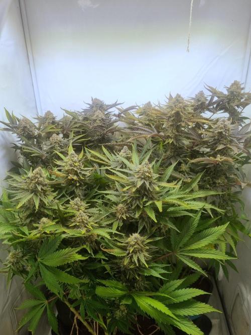 Tangerine Dream 🍊. Week 13 - Top