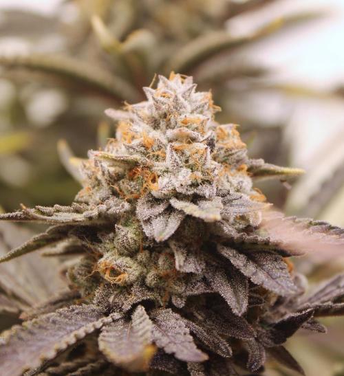 Tangerine Dream 🍊. Week 14 - Budporn early sweet pheno early purpeling  for her 