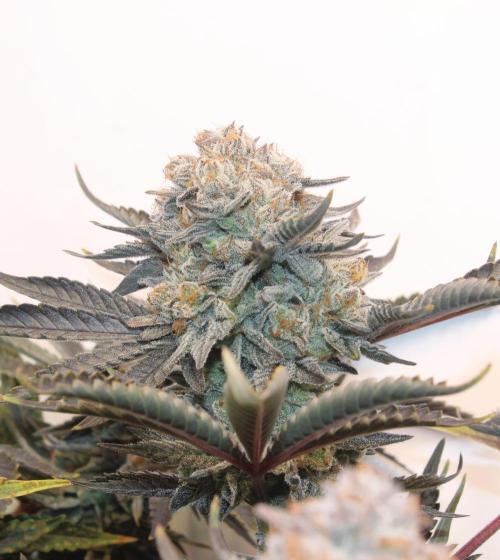 Tangerine Dream 🍊. Week 14 - Citrus kushy pheno 