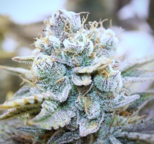 Tangerine Dream 🍊. Week 14 - Sweet orange pheno