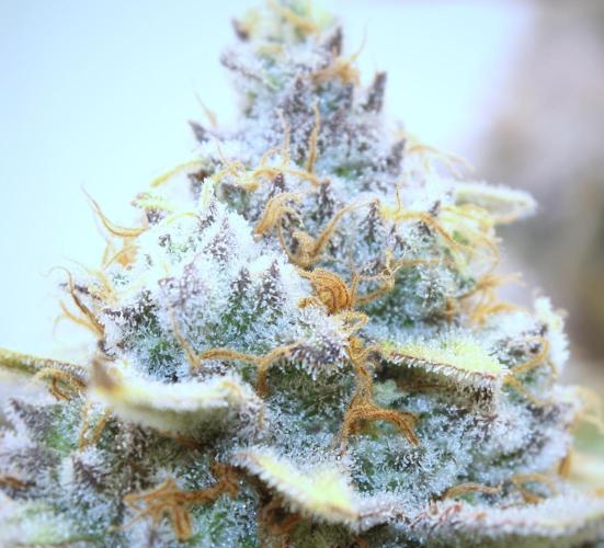 Tangerine Dream 🍊. Week 14 - Trichomes