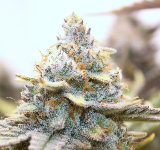 Tangerine Dream 🍊. Week 14 - Bysporn