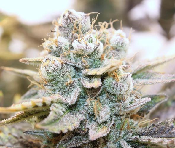 Tangerine Dream 🍊. Week 14 - Busporn 