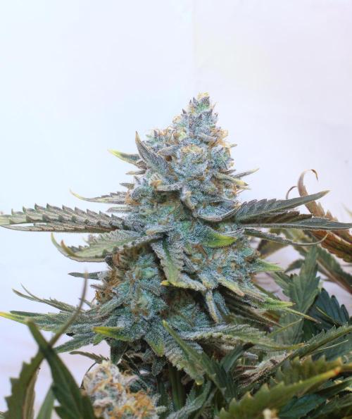 Tangerine Dream 🍊. Week 14 - Budporn