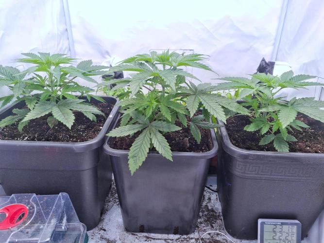 Eternity Grow Cup Cannaseur. Week 4