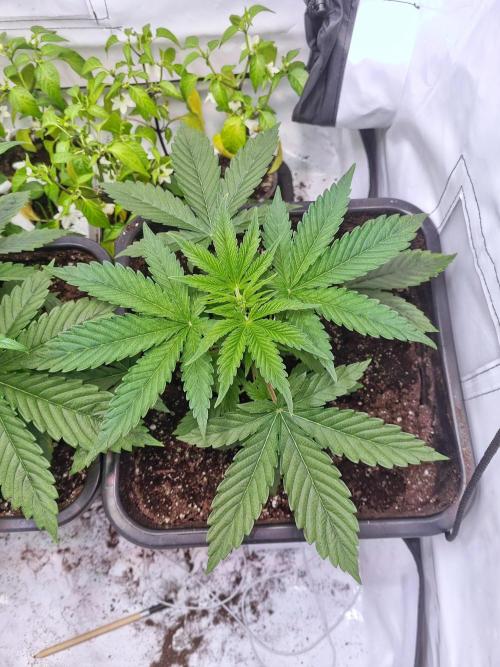 Eternity Grow Cup Cannaseur. Week 4