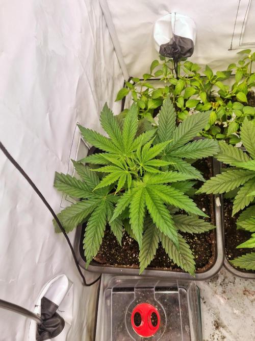 Eternity Grow Cup Cannaseur. Week 4