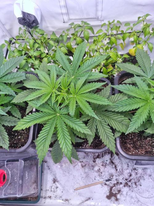 Eternity Grow Cup Cannaseur. Week 4