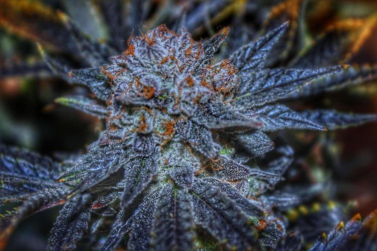 Tangerine Dream 🍊. Week 15 - 1