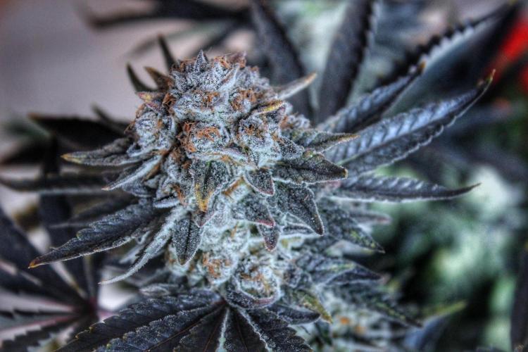 Tangerine Dream 🍊. Week 15 - 2