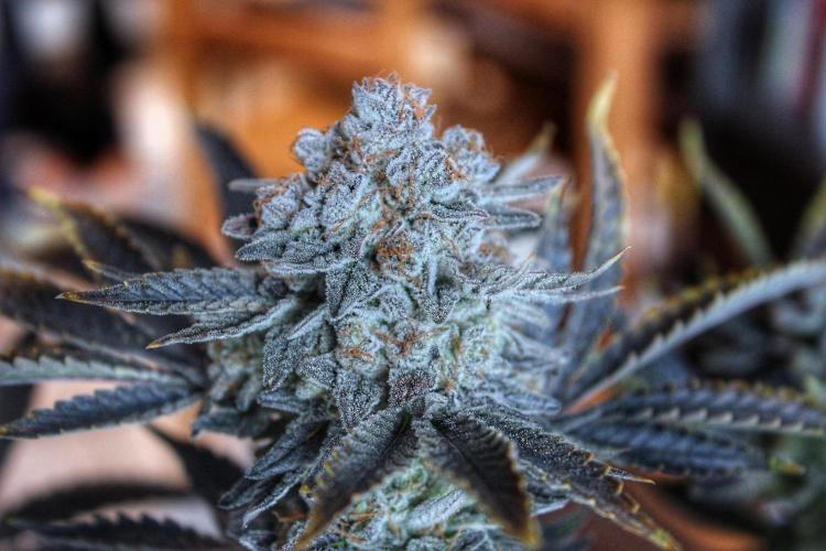 Tangerine Dream 🍊. Week 15 - 3