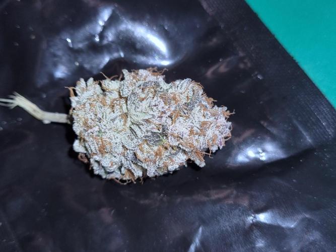 Tangerine Dream 🍊. Week 15 - Looming good