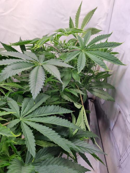 Eternity Grow Cup Cannaseur. Week 5