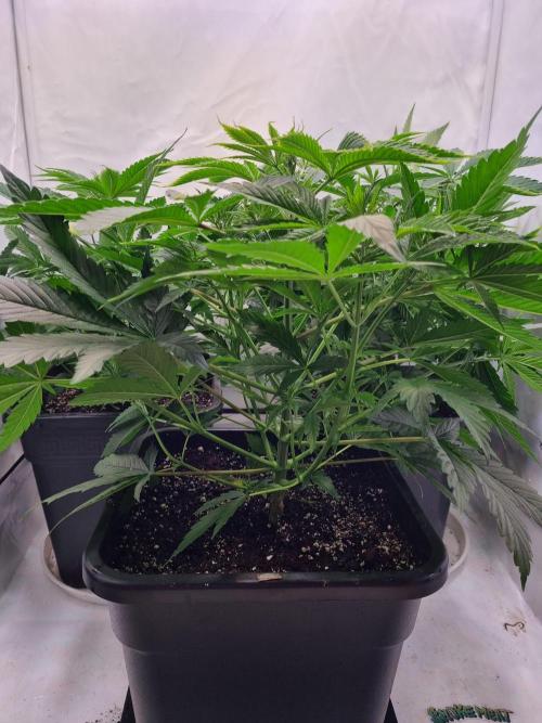 Eternity Grow Cup Cannaseur. Week 5