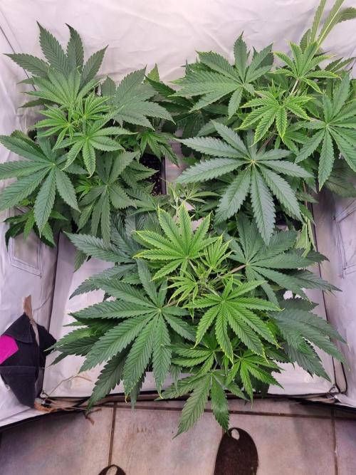 Eternity Grow Cup Cannaseur. Week 5