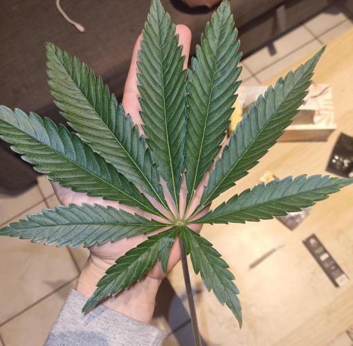 Eternity Grow Cup Cannaseur. Week 5