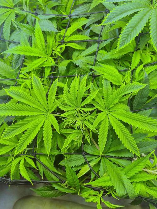 Eternity Grow Cup Cannaseur. Week 6 - New growth