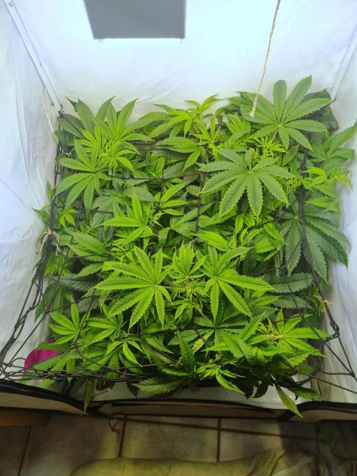 Eternity Grow Cup Cannaseur. Week 6 - Top