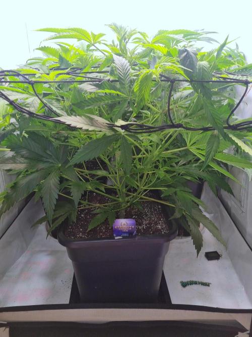 Eternity Grow Cup Cannaseur. Week 6 - Side