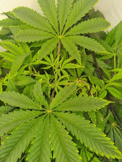 Eternity Grow Cup Cannaseur. Week 6 - New growth