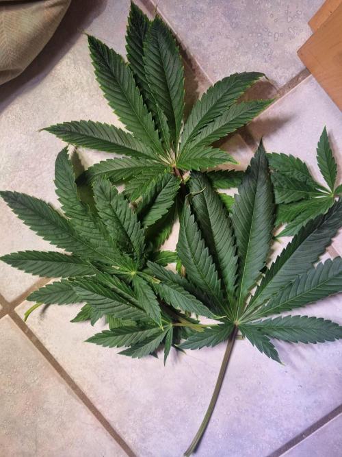 Eternity Grow Cup Cannaseur. Week 7 - Defoliation 