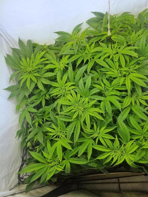 Eternity Grow Cup Cannaseur. Week 7 - Top