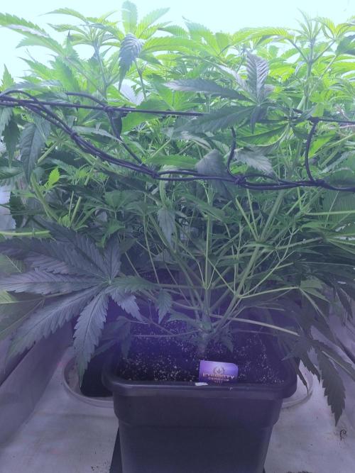 Eternity Grow Cup Cannaseur. Week 7 - Side