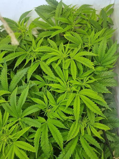 Eternity Grow Cup Cannaseur. Week 7 - Top3