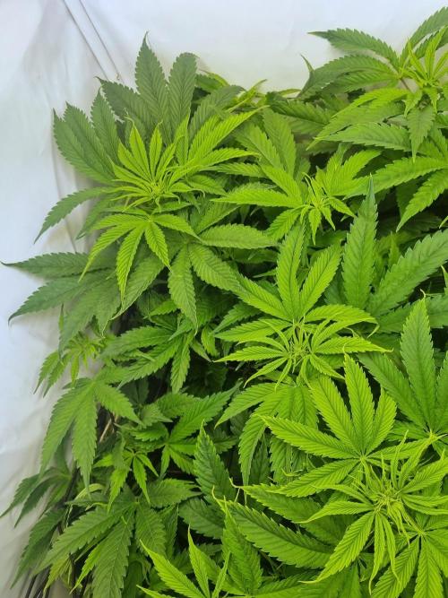 Eternity Grow Cup Cannaseur. Week 7 - Top2