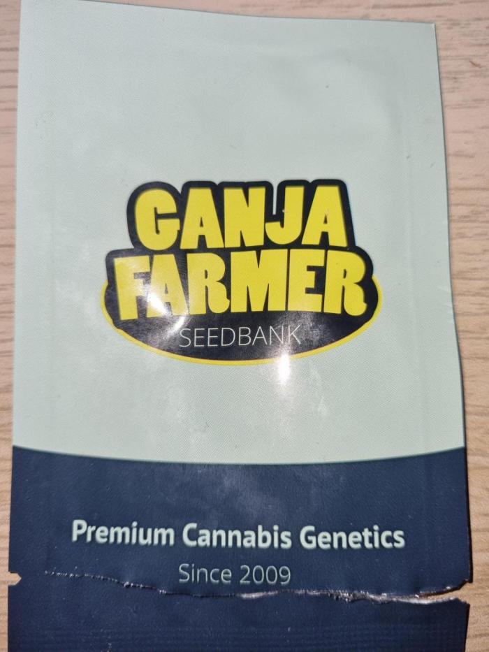 Ganja Farmer Cheese. Week 0 - Cheese 
